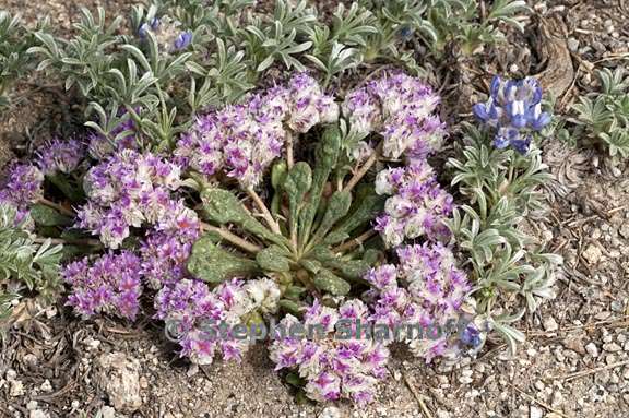 calyptridium monospermum 9 graphic